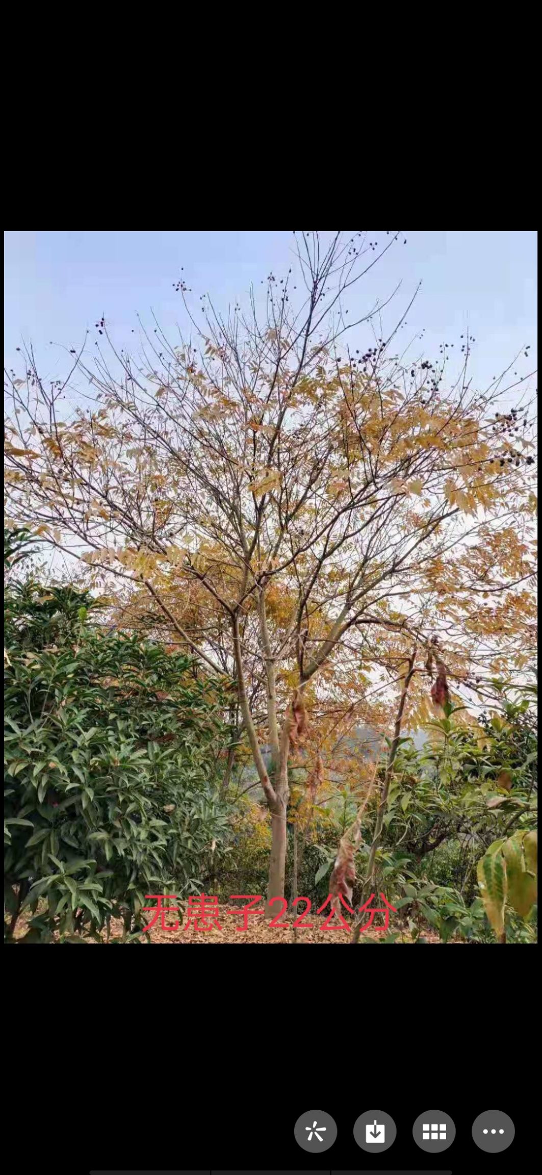 密枝红叶李 红叶李，无患子