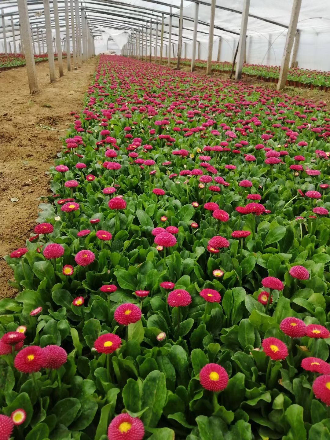 雏菊，大盆，质量好，状态没的说，需要的联系，价格不高
