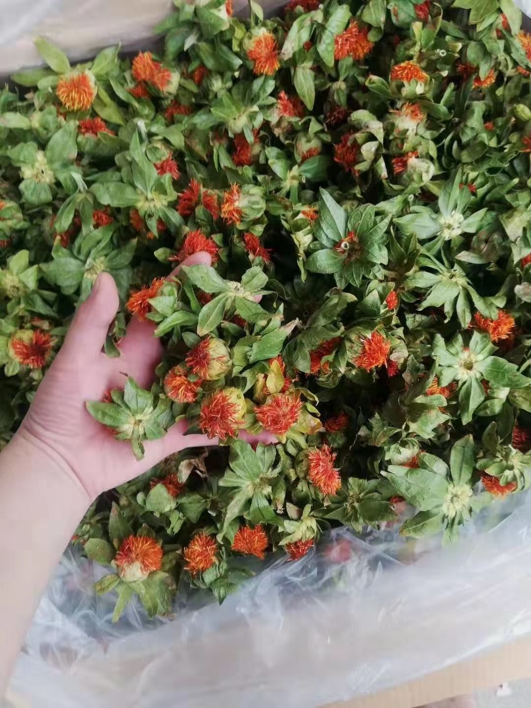 藏红花花瓣  批发藏红花跑江湖地摊展会一手货源