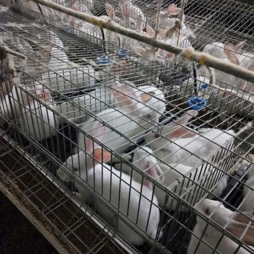 博爱县白兔  伊普吕肉兔