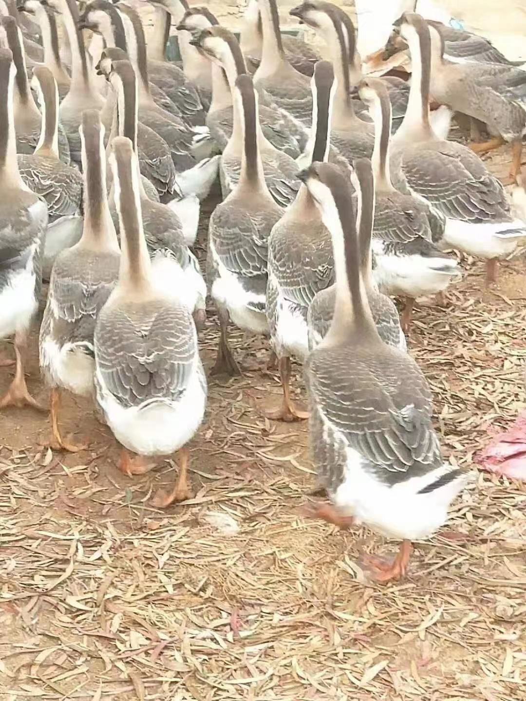 狮头鹅 80日白沙鹅1000条