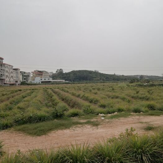 广州香茅草