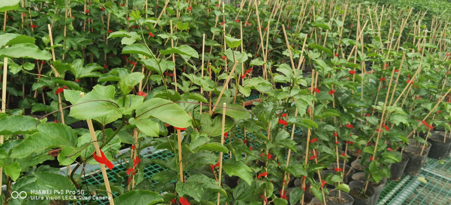 黄金百香果苗 嫁接苗 