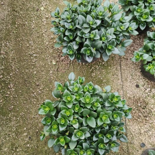 漳平市花金鱼吊兰 金鱼吊兰  金鱼草