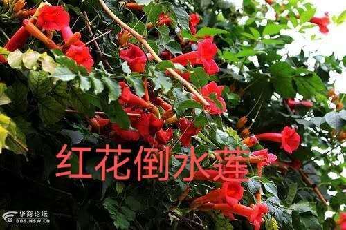 凌霄花 红花倒水莲5斤起批每斤40元