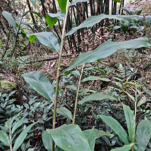 宜宾山姜，天然生长，药用价值高。