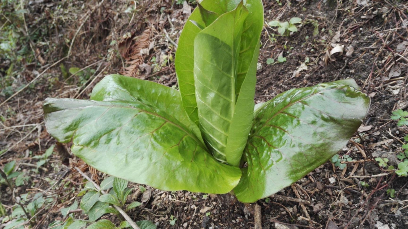 百合粉 2021-02-28 - 2021-02-28 12-18个月 