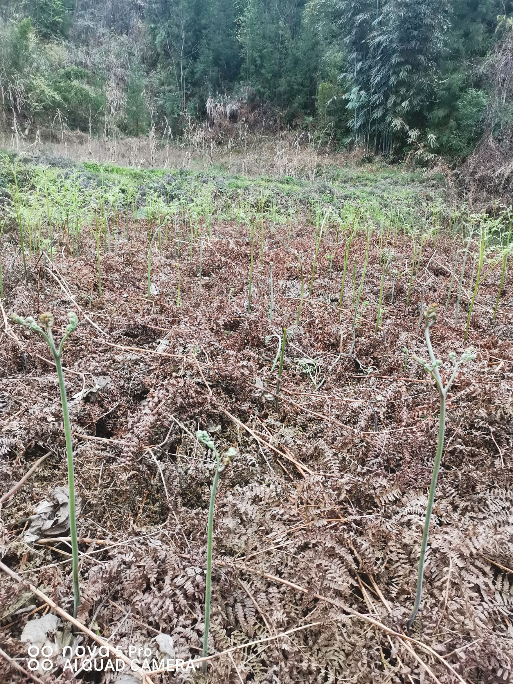 蕨菜 四川省泸州市叙永县 鲜货 