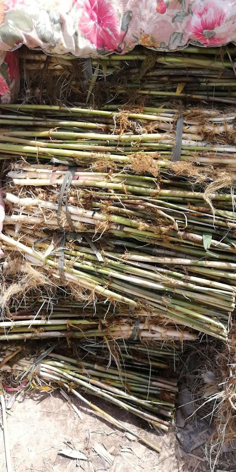 芦苇苗 盆栽芦苇苗 各种规格都有 一手货源 基地直营