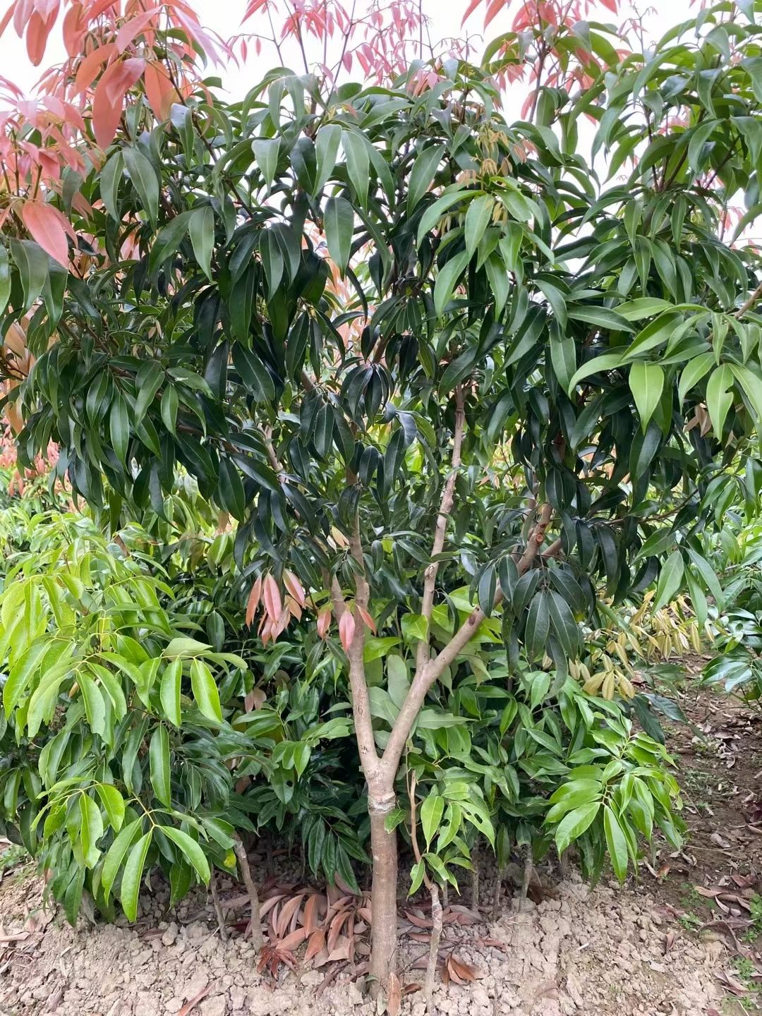 妃子笑荔枝苗  带土带叶发货 包邮