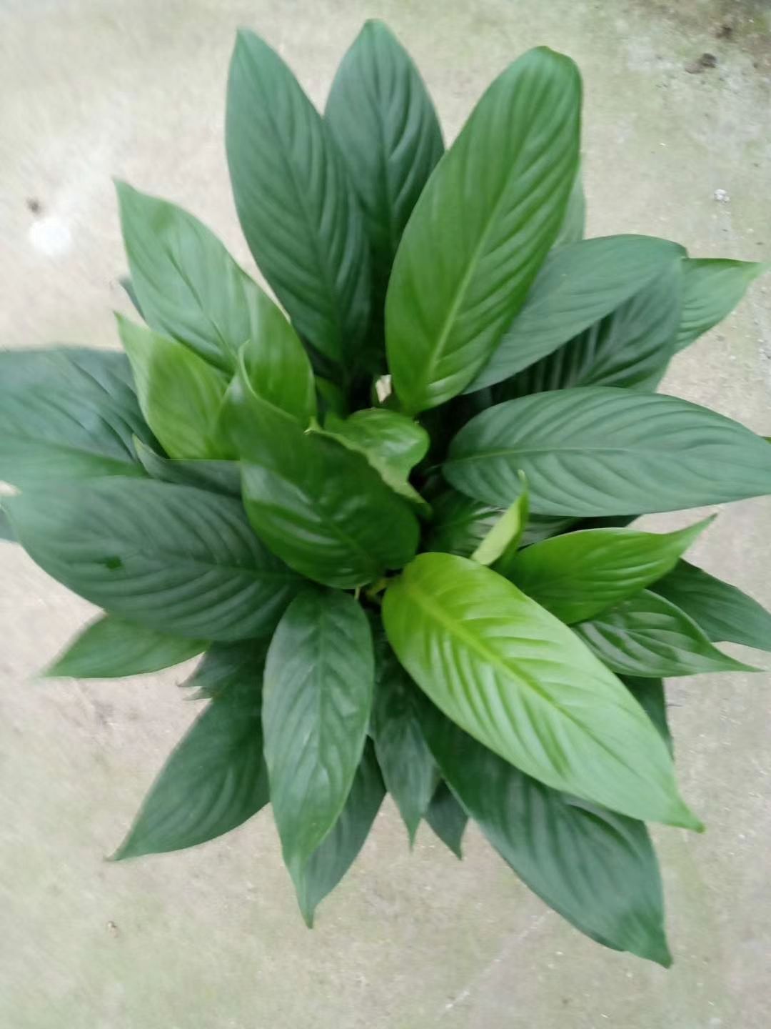  白掌