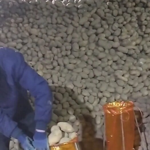陇西县陇薯10号  甘肃省定西市陇西县德兴乡马铃薯