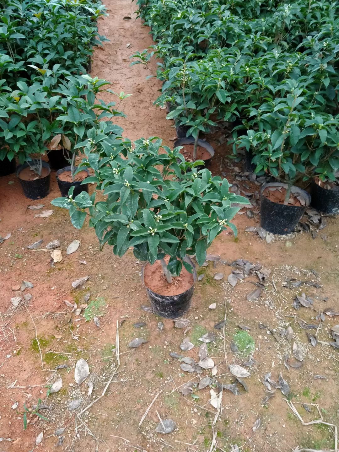  桂花 四季桂花盆栽