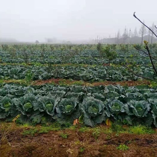 公安县包菜 地处长江之滨，品质良好，绿色无公害产品