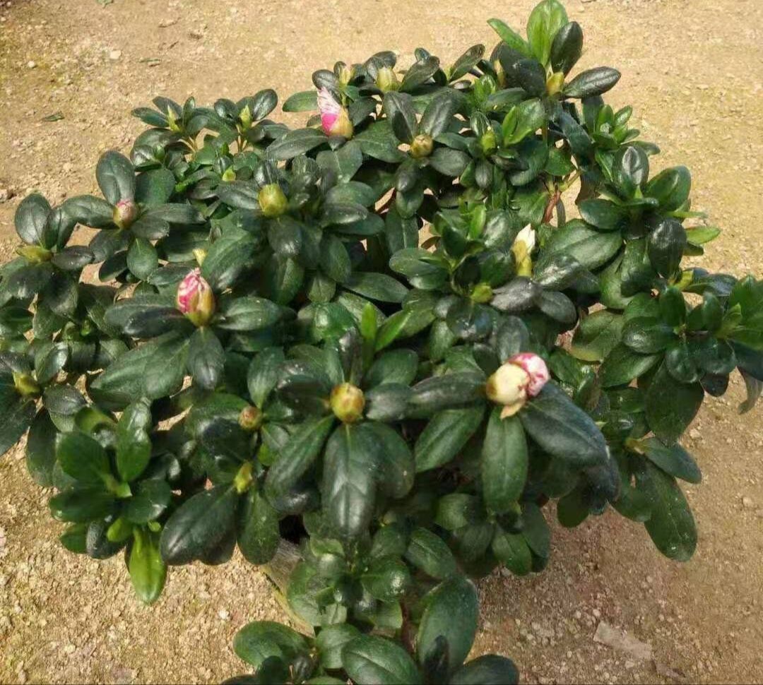  五宝杜鹃花   四季曙光杜鹃