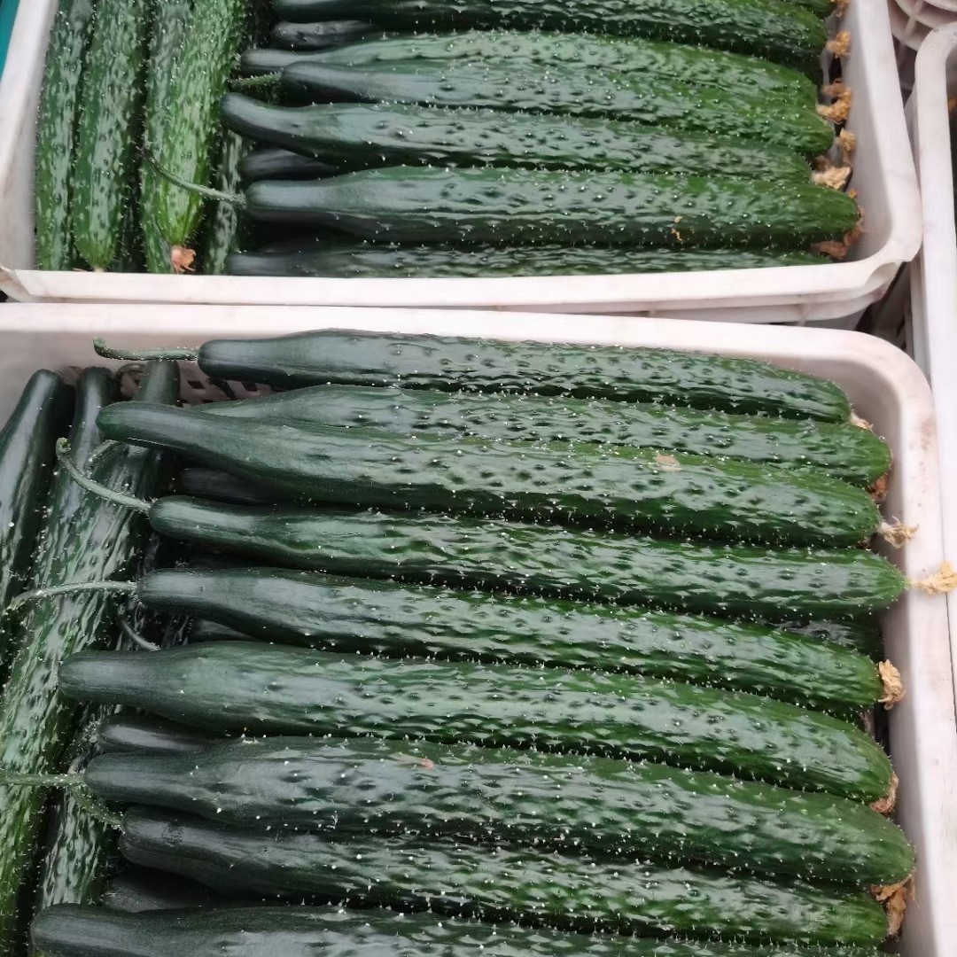 刺黄瓜 山东省聊城市莘县 25~35cm 