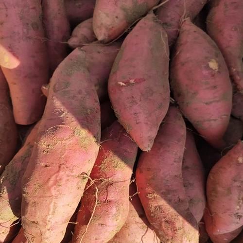 普薯32红薯苗 脱毒西瓜红红薯苗育苗基地，量大从优