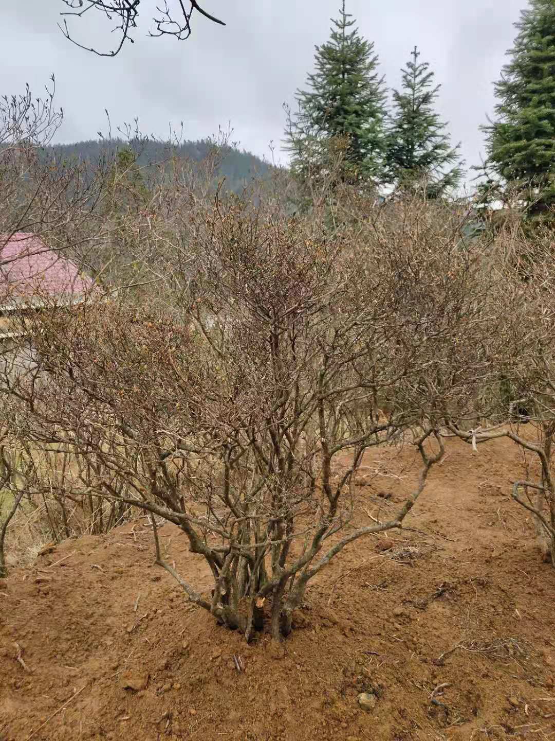 国旗红杜鹃  海拨1600多米高山国旗映山红，带土球，成活率高