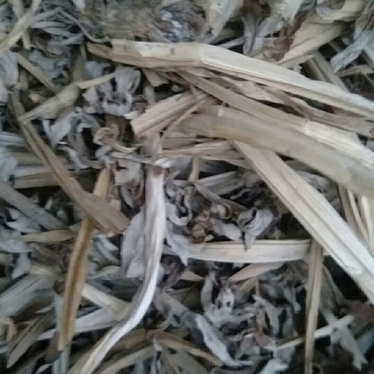 南县 艾，七八个月，也有一两年干艾