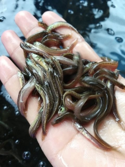 泥鳅 