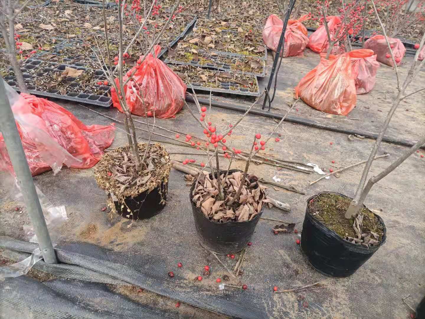  北美冬青奥斯特地栽盆栽盆景树鲜花冬天植物耐寒室外庭院室内红红