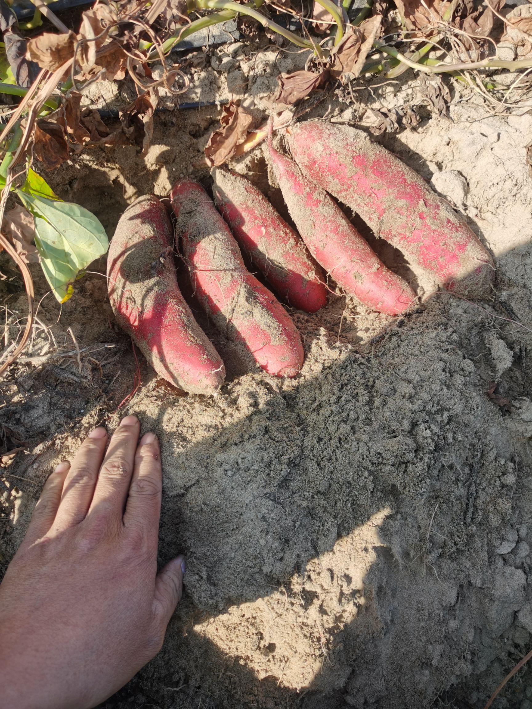 惠来沙地西瓜红条形好颜色靓