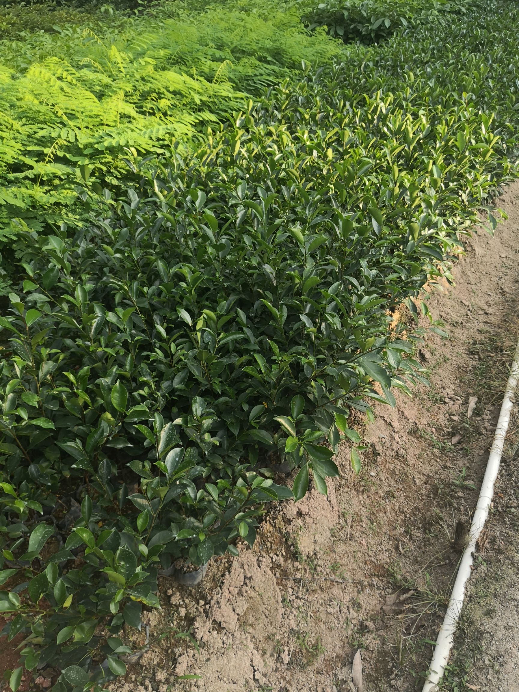 榕树种子  大叶榕榕树苗垂叶榕小苗绿化美化苗木