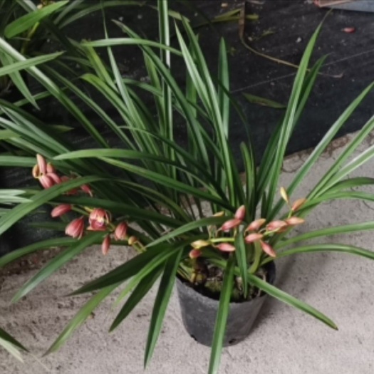 广州小神童兰花  广州兰花红双喜带花苞量大可以基地直接出货欢迎咨询