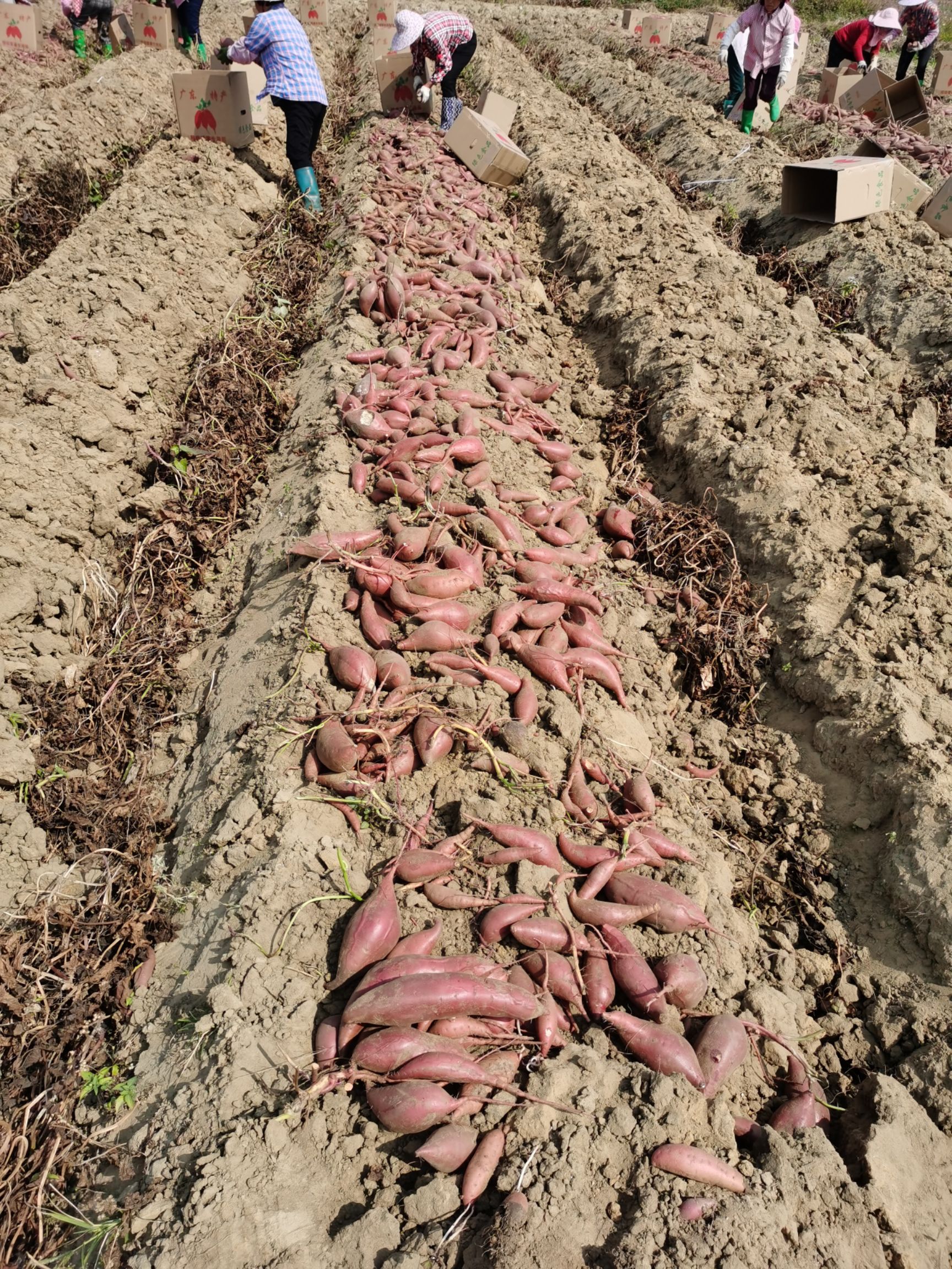 惠来沙地西瓜红条形好颜色靓