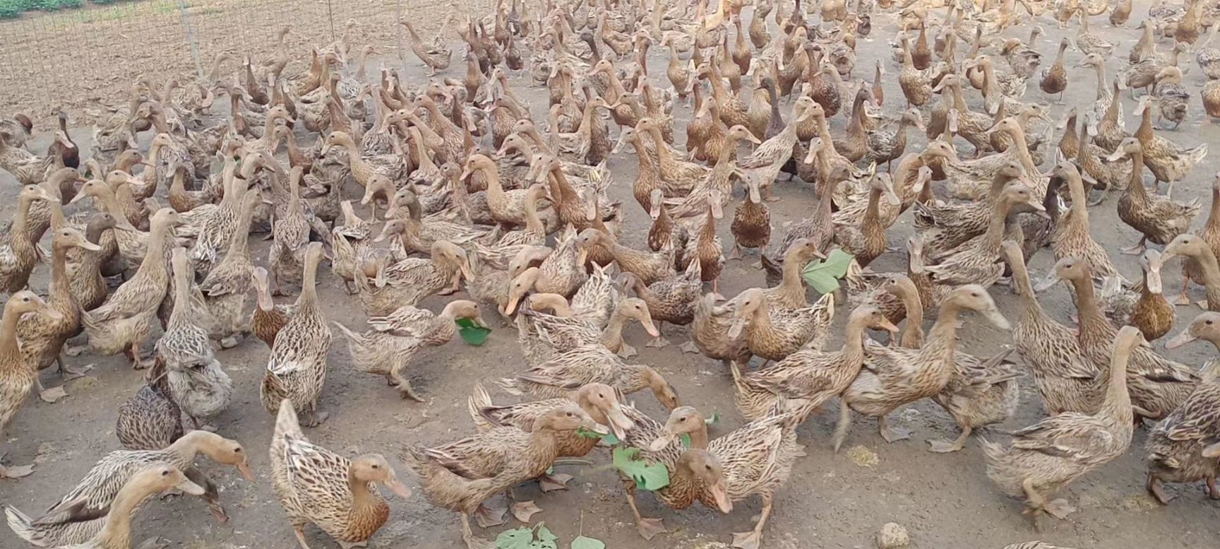蛋鸭苗金定绿壳蛋鸭麻鸭水鸭火鸭花边花脖江南产蛋母鸭苗活的