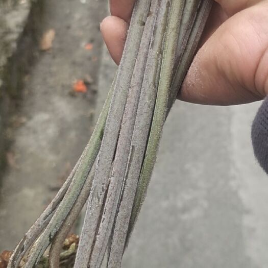 金沙县蕨菜 品质优   20-25公分