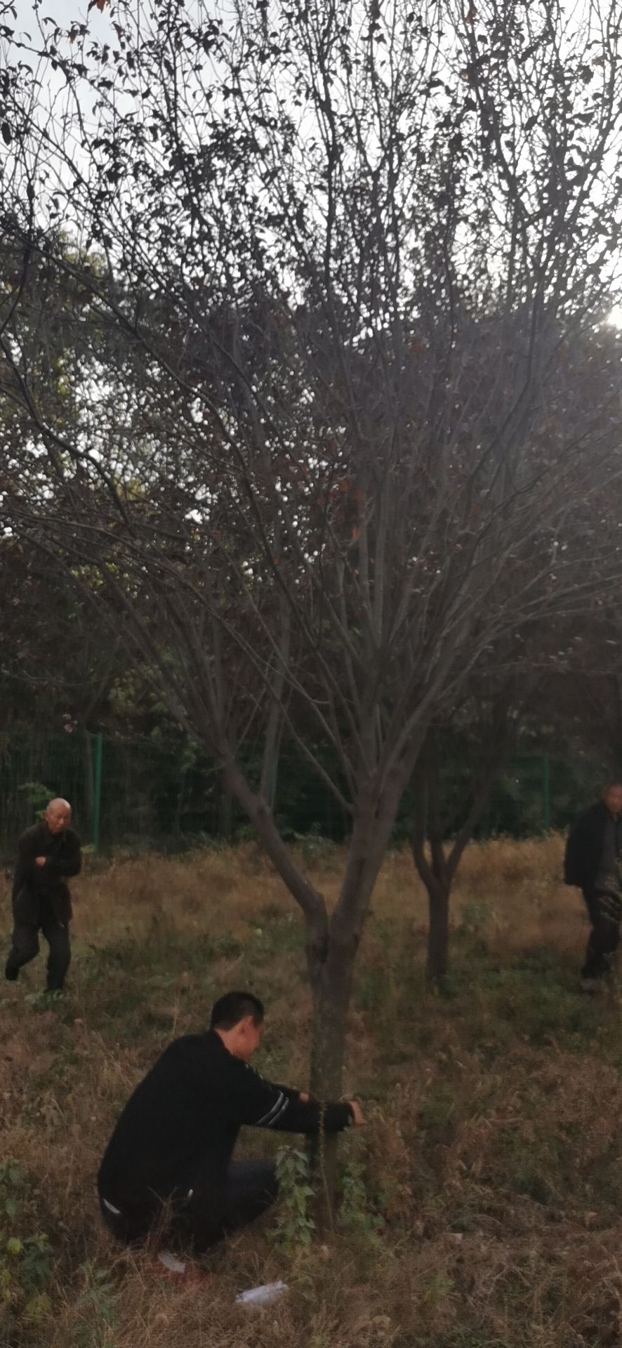 速生红叶李 大量供应3至13公分红叶李