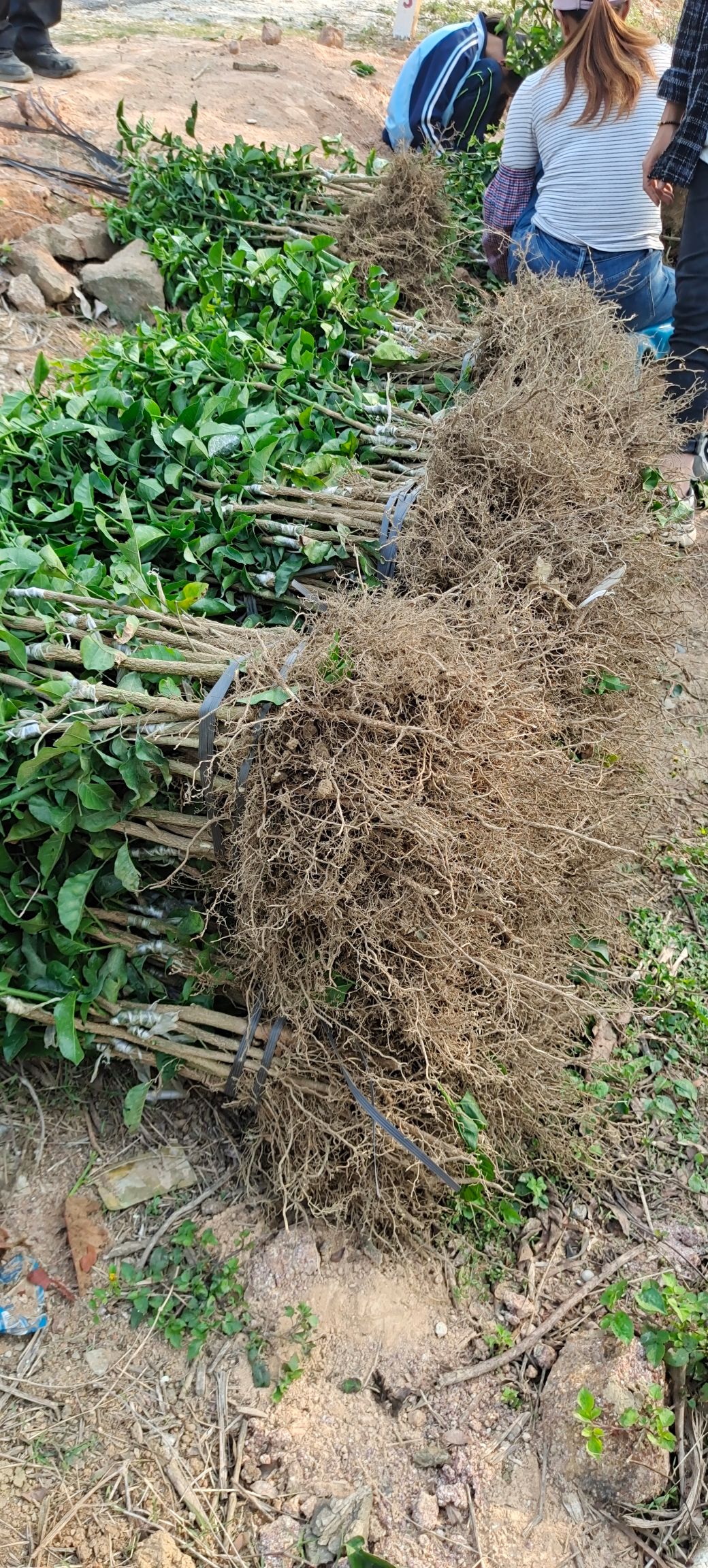 黑黄皮果苗  黑黄皮苗  正品种包邮，好吃不裂果