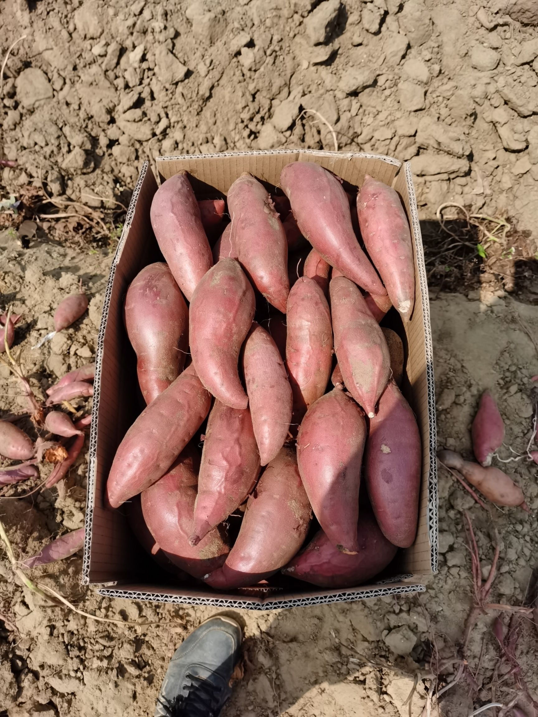 惠来沙地西瓜红条形好颜色靓