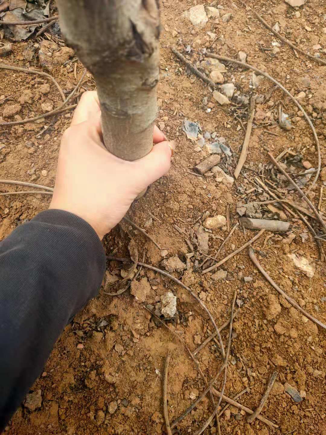 香玲核桃苗 核桃树苗