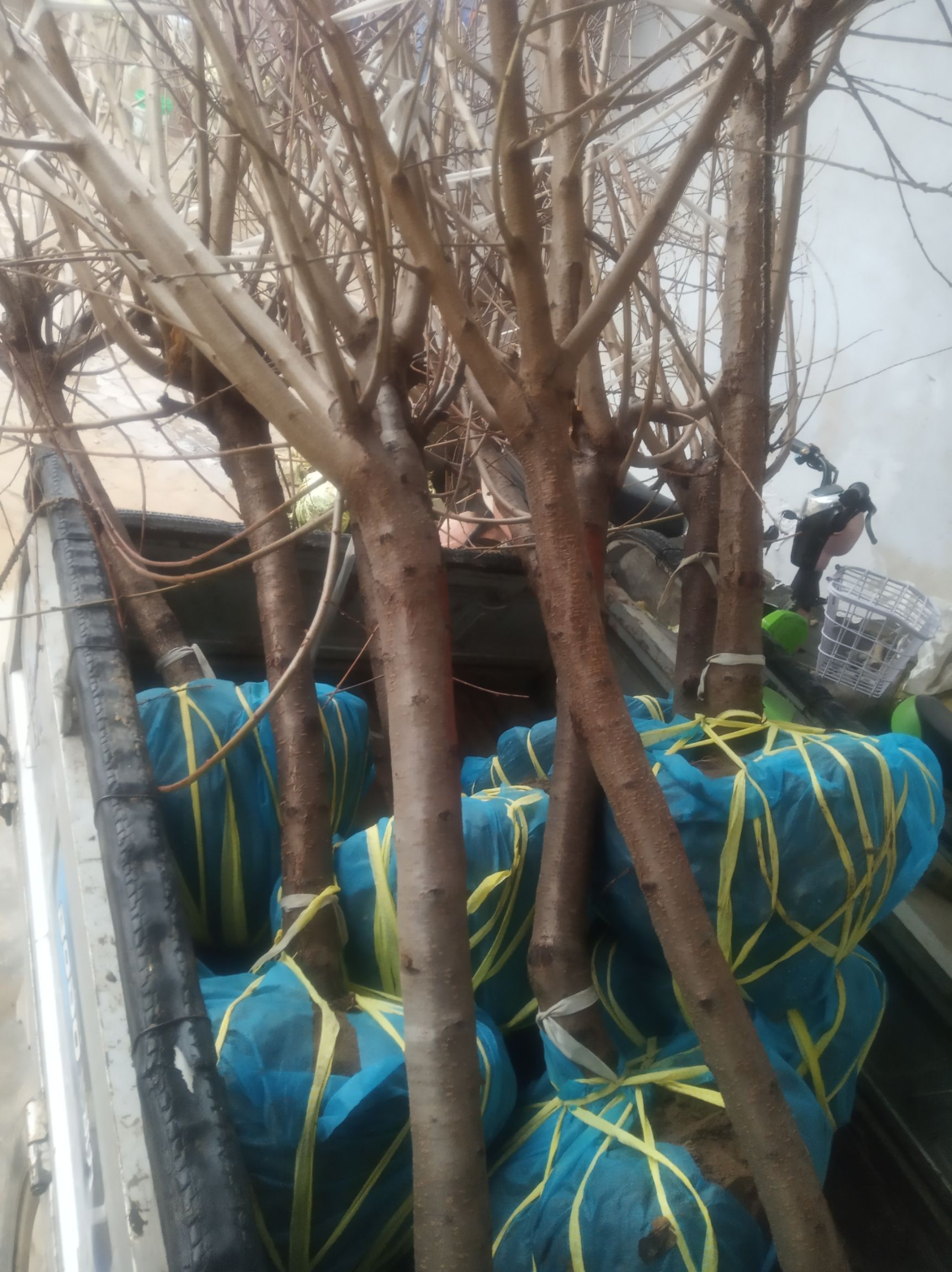 红叶碧桃裸根3公分