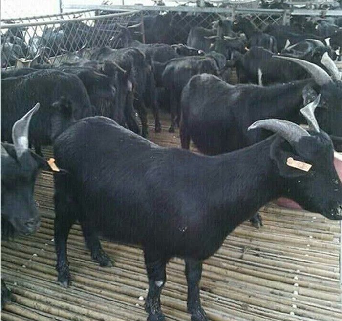  黑山羊黑山羊种羊黑山羊羊羔成年头胎二胎种羊黑山羊种公羊