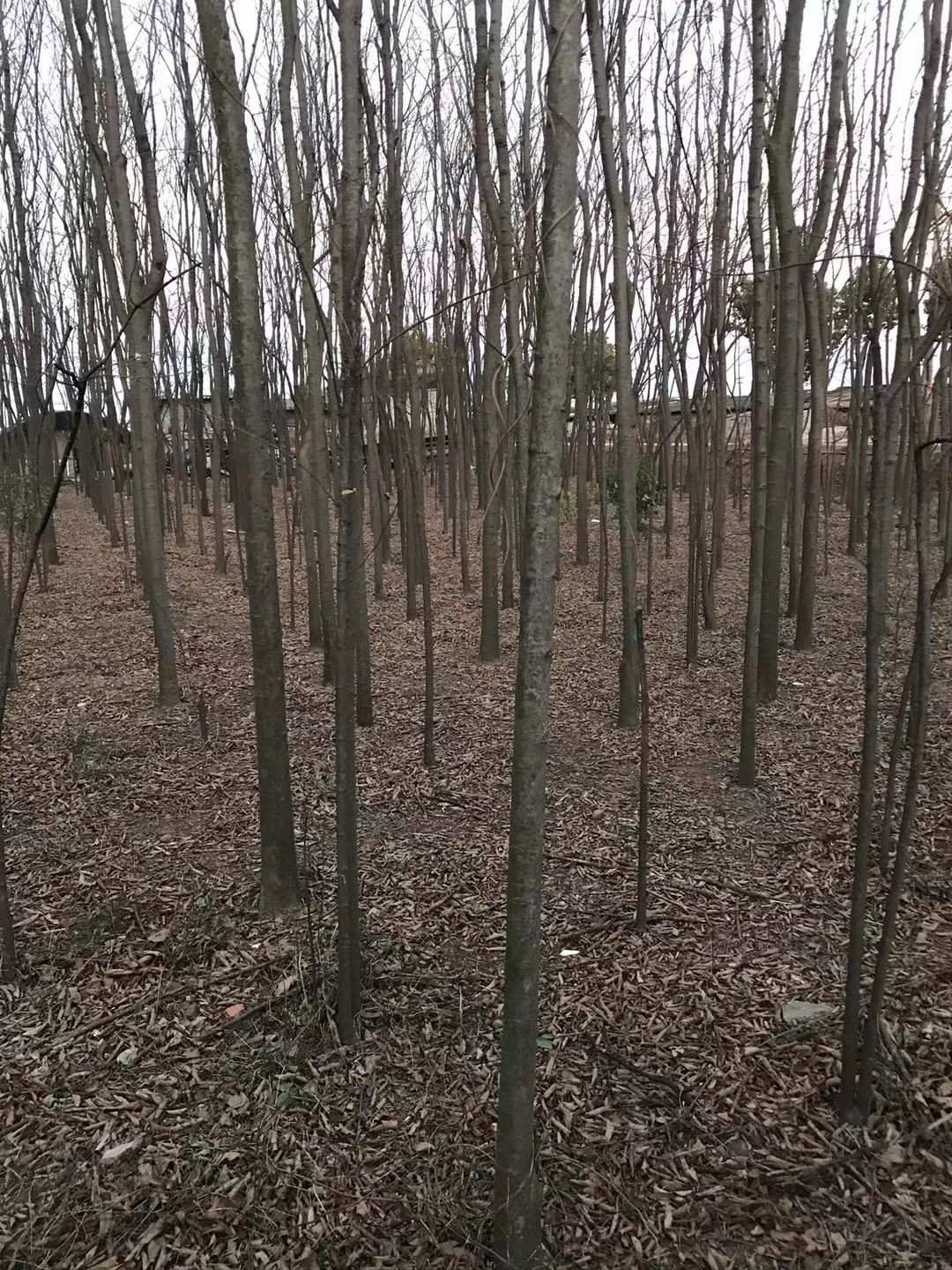 朴树苗 小叶朴树，价格优惠。数量多多