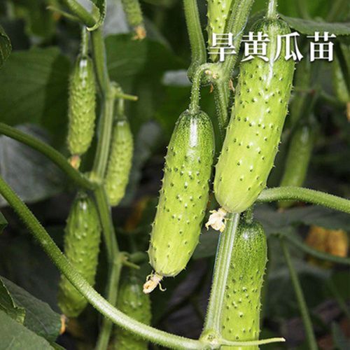 沭阳县黄瓜种苗  水黄瓜旱黄瓜白黄瓜绿黄瓜水果黄瓜蔬菜营养肥等各种