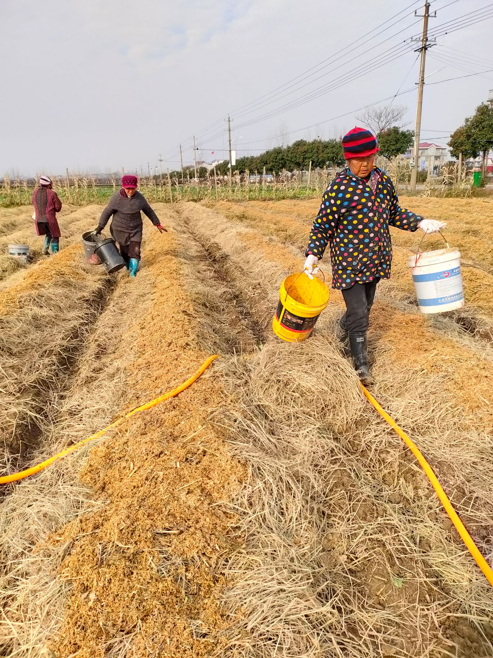 预售12月份，一件代发，赤松茸菌菇基地种植，直销现采现发货