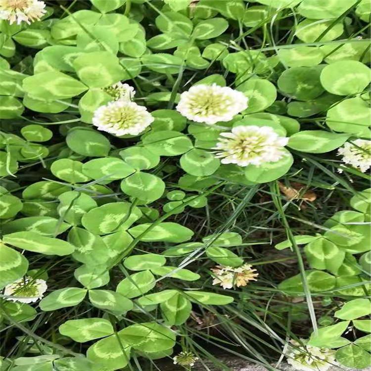 白三叶种子三叶草种子多年生耐寒草籽