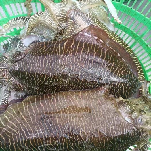 北海 墨鱼，单只200g以上
