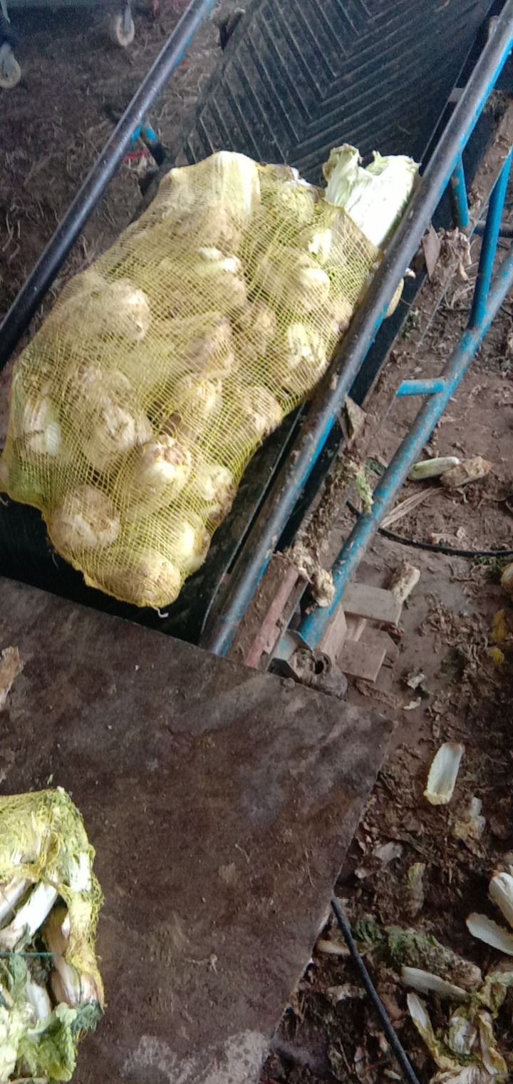 黄心娃娃菜  娃娃菜！！！！！净菜毛菜都有！！！