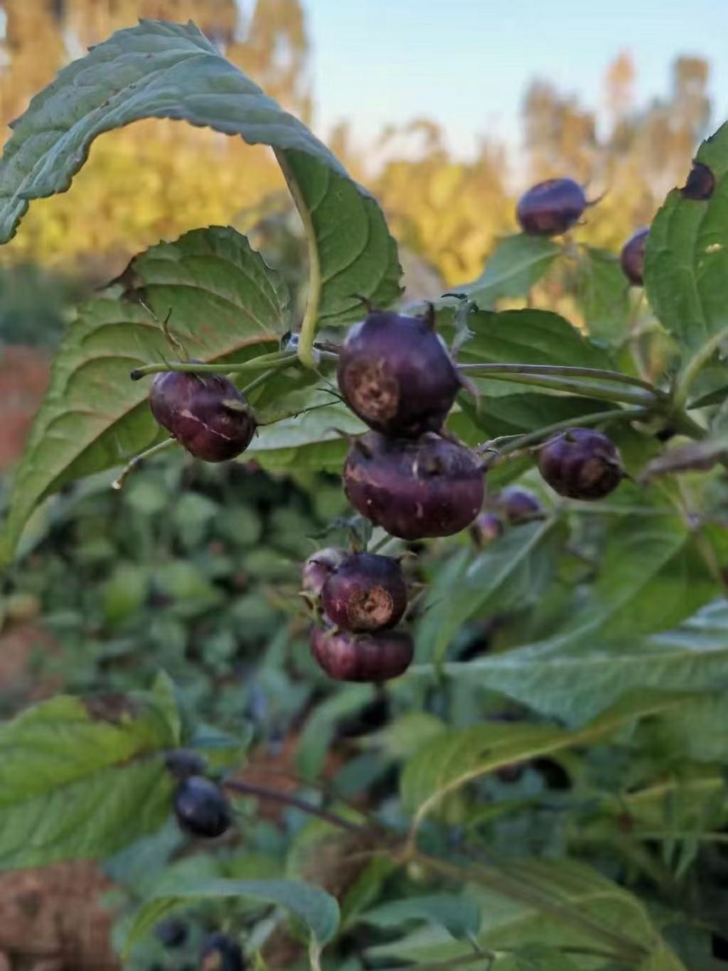 蜘蛛果苗  紫参果蜘蛛果红果参种苗批发