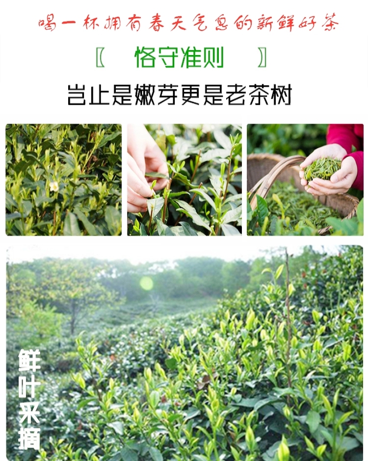  岳西翠兰茶叶2020明前春茶新茶安徽安庆绿茶高山云雾茶清香型