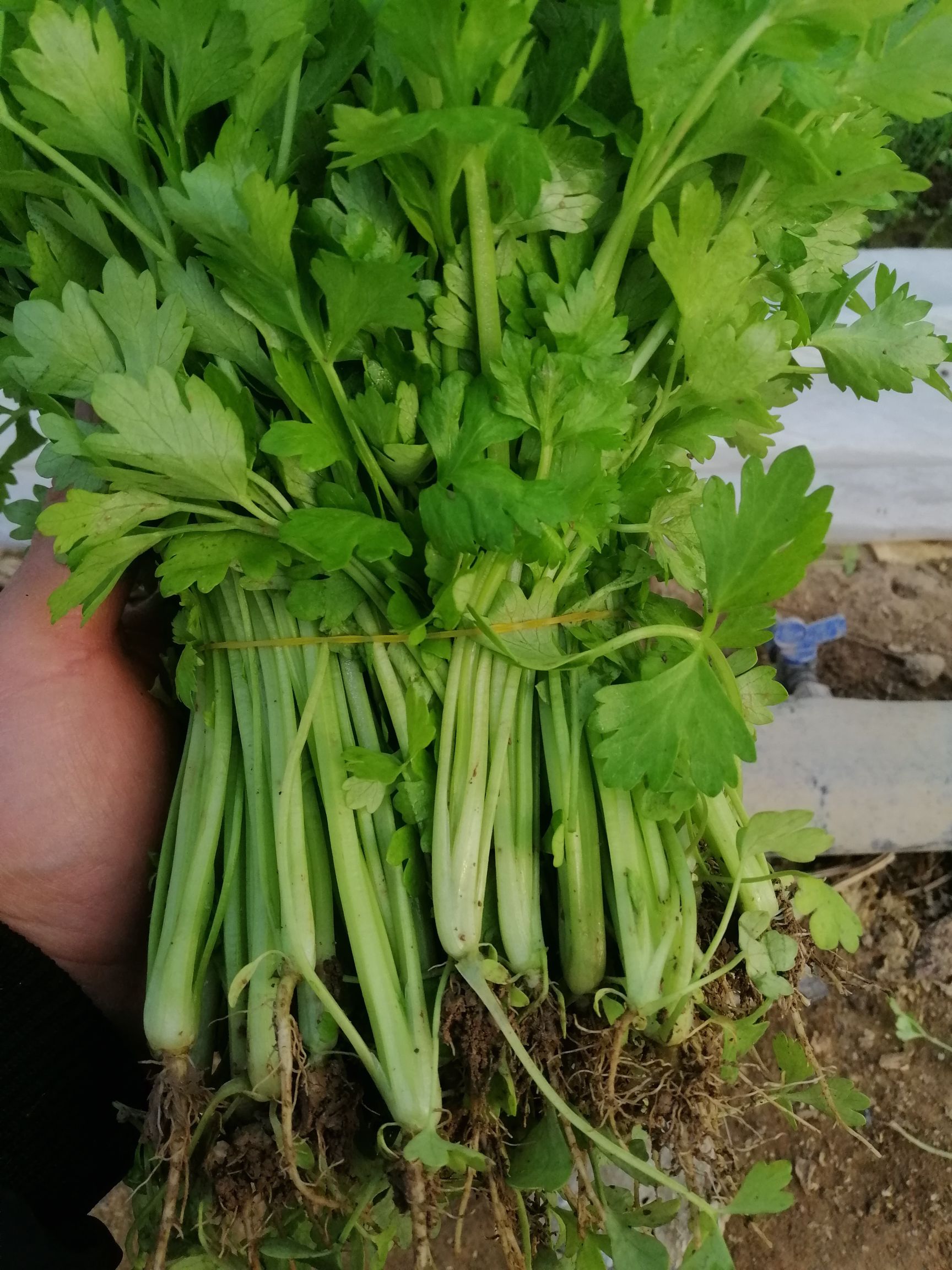 滨州优质芹菜苗基地。保证成活率。当天发货