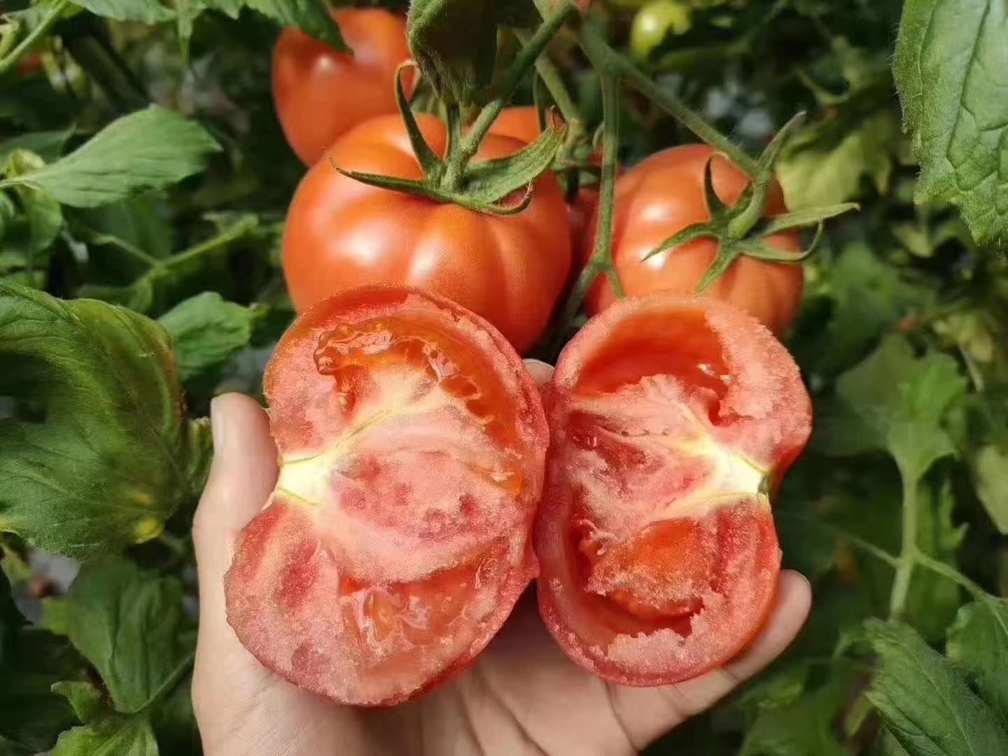 普罗旺斯番茄  正宗普罗旺斯西红柿，番茄