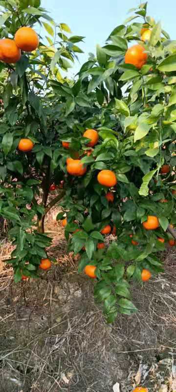  沃柑的成熟期到了，清甜