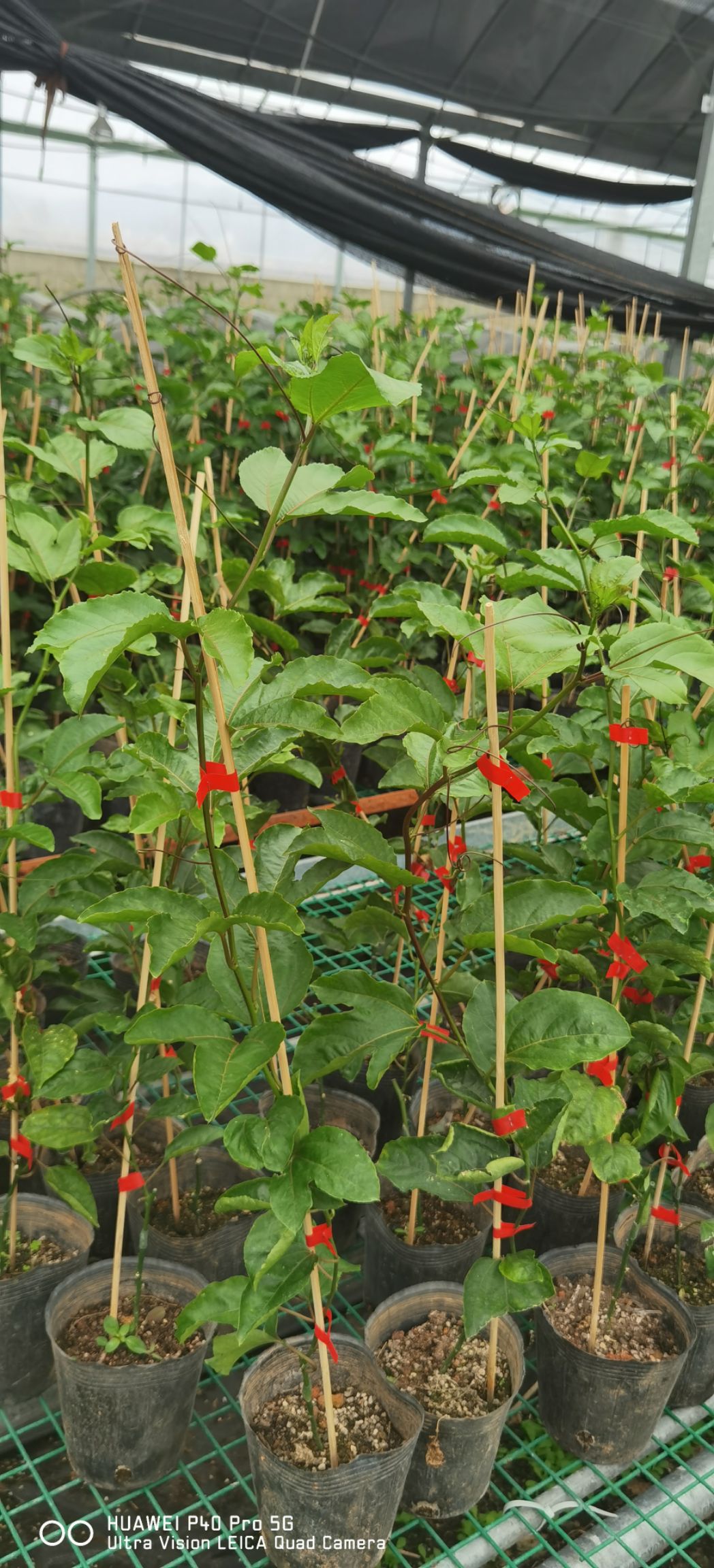 台农一号百香果苗 大量提供百香果脱毒嫁接苗  有台农一号  芭乐味黄金百香果