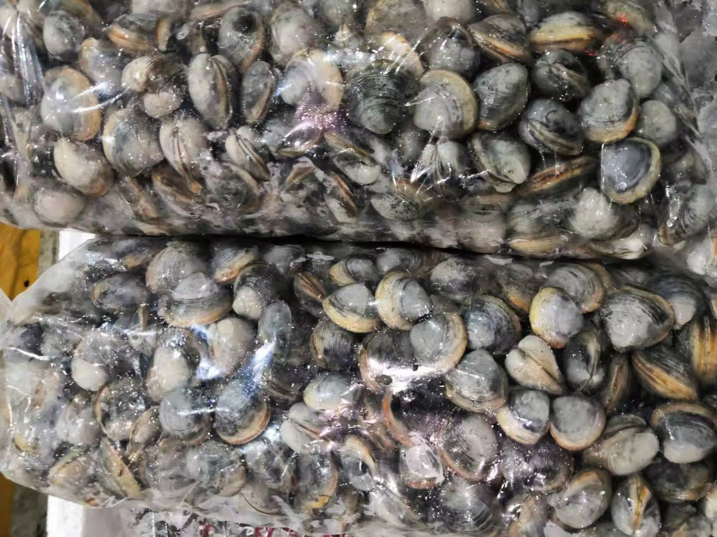 白蛤，东营特产黑皮白蛤